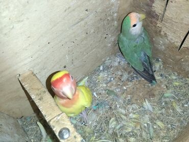 Tutuquşları: Məhsul: Agapornis (Sevgi quşları) cütləri və yuvalama dəstləri — 10