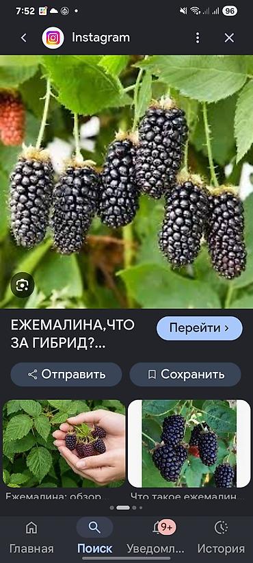 яблоки алма: Ежемалина (гибрид малины и ежевики) — крупноплодные кисти удлинённых — 2