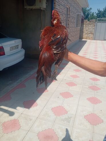 Xoruzlar: Salam her bir kəsə bu xoruz heyrati cinsi das pipk heyvanidi çox əla — 4