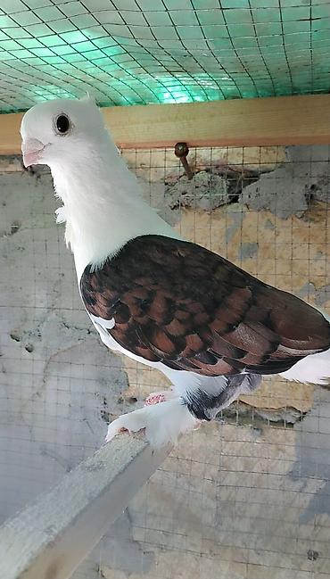 goyercin satisi 2019: Hunkari maya var satdiq.Qizgin mayadir.Qiymət 20 m.Asagi yeri — 2