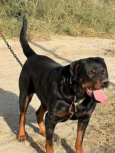 pitbul erkek: Rotveyler, 2 il, Erkək, Peyvəndli, Ödənişli çatdırılma — 3