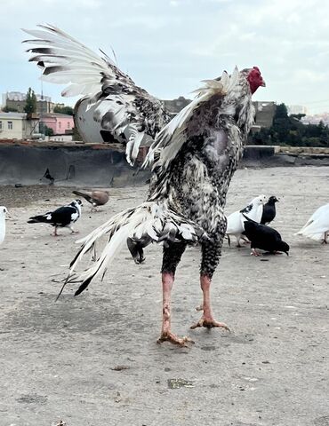 heyratı fərələr: Xoruz, Heyratı, il: 1, Ünvandan götürmə