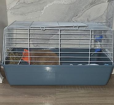 col dovsani: Mini lop dovşan 2 ay yarımlıqdı yeni alınıb bina evində baxmaq çətin — 2