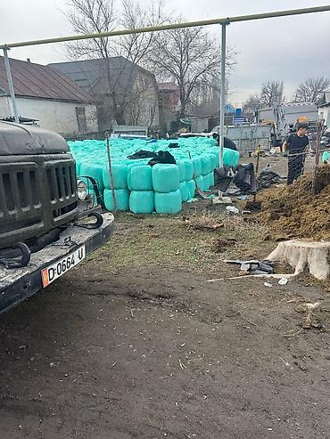 Корма для с/х животных: Кукурузный силос 7 сом + доставка сенаж 8000 сом + доставка качества — 5