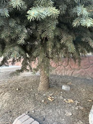 купить саженцы березы: Елка голубая (ель колючая, Picea pungens), взрослая, сформированная — 5