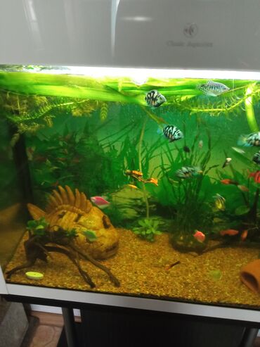 куплю аквариум с рыбками: Аквариум на 150 литров, заводской полный комплект с рыбками ничего