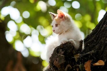 стрижка кошек с выездом на дом: Отдам котёнка. К лотку приучен, здоровый, проглистованный, на мышей