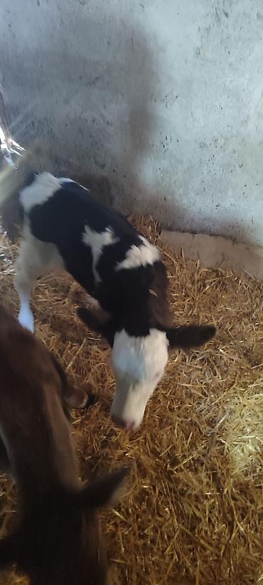 Коровы, быки: Продаю | Музоо, торпок | Голштин, Швицкая | На откорм | Искусственник — 10