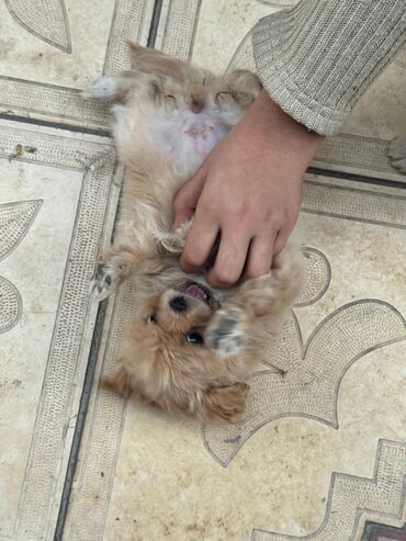 İtlər: 2 ay, Peyvəndli — 4