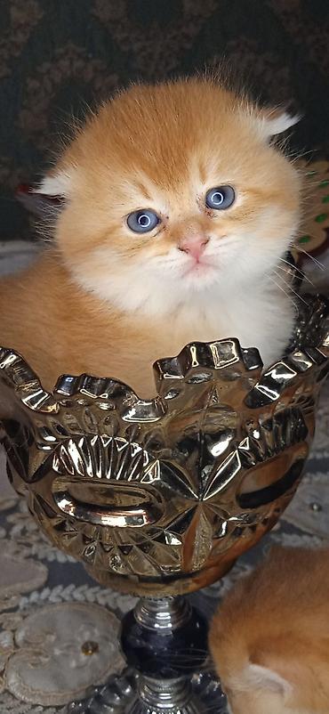 Pişiklər: Şotland — 4