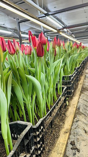 Букеты из живых цветов: ТЮЛЬПАНЫ ТЮЛЬПАНЫ ТЮЛЬПАНЫ на 8 марта. Бронь - Палитра: ярко‑желтые — 21