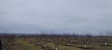 купить участок в баку: 36000 соток, Для сельского хозяйства, Купчая — 4