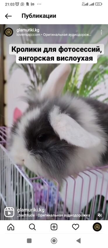 для кроликов: Декоративные карликовые кролики порода Минилоп ангорка.Привиты и