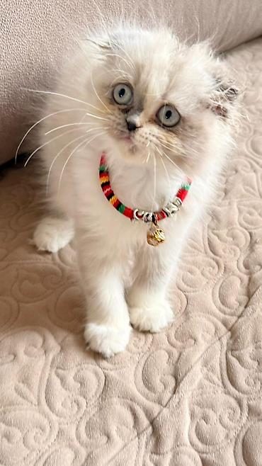 Pişiklər: Fars — 7