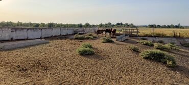 Сельхоз предприятия: Продается Кашара Фермерское- хозяйство с действующим бизнесом и с — 15