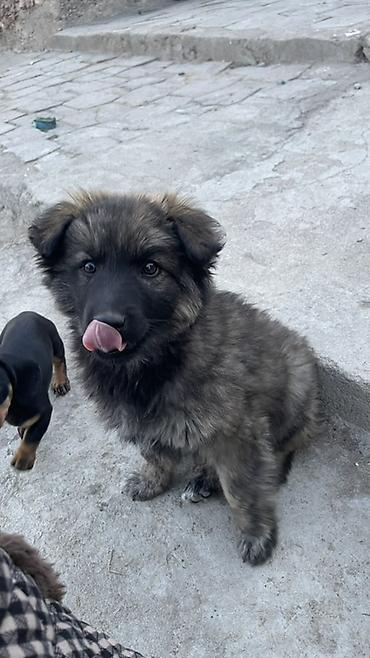 Продажа собак: Щенок метиса 3 месяца (пушистая шерсть «соболь», тёмная маска) — 6