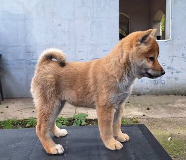 Psi: Stenci su starosti 2,3 i 4,5 meseca. Imamo 16 stenadi u ponudi, sa — 3