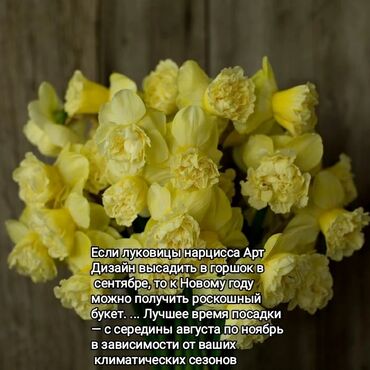 луковица тюльпана купить в Кыргызстан | Куплю дом: Луковицы сортовых нарциссов в продаже