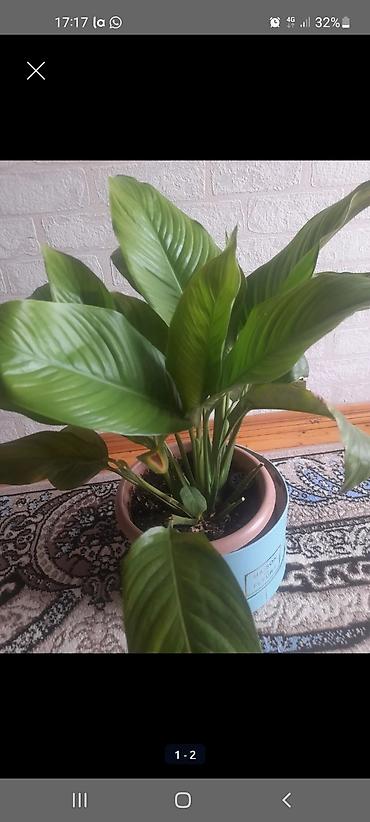 dibcek satisi: Spathiphyllum (Sülh çiçəyi) – qapalı otaq bitkisi 20 azn satilir - — 1