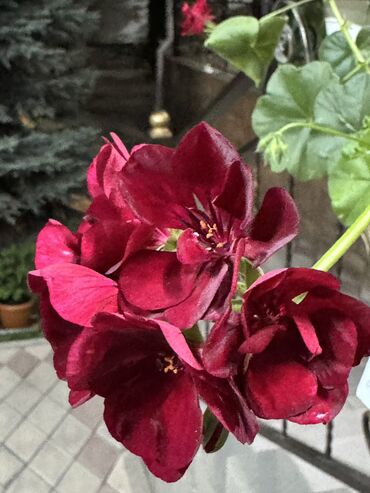 Герани и пеларгонии: Герань в горшке, цветущая ! Красивый розовый оттенок, листья красивые! — 12