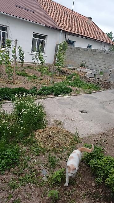 Продажа барачных домов: Продаётся дом 🏠 в городеТокмокСахзавод, барачного типа, из четырех — 27