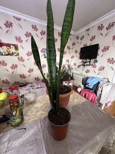 Xalçalar: Xalça — 83