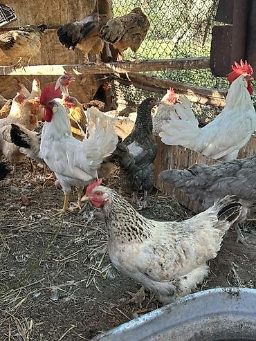 продам курей: Продаю | Куры, Петух | Полубрама, Домашняя | На забой, Для разведения, Несушки — 4