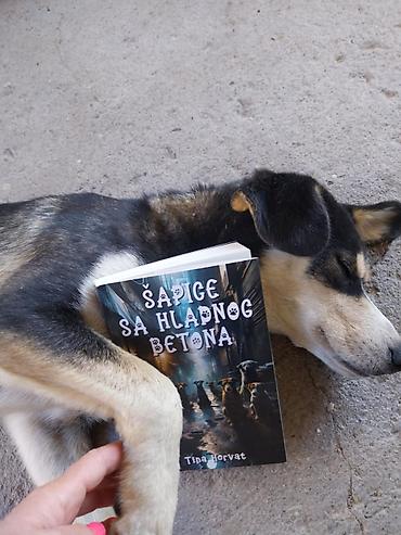кућице за псе слике: Šapice sa hladnog betona – Tina Horvat - Knjiga: zbirka kratkih priča — 7