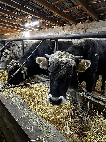 Продам с/х животных: Продаю | Бык (самец) | Полукровка | На откорм | Привязанные — 7