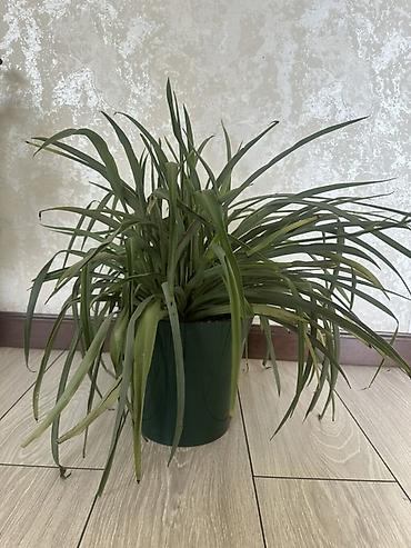 комнатный цвиты: Комнатные растения в горшках: 1) Денежное дерево (Crassula ovata) - — 1
