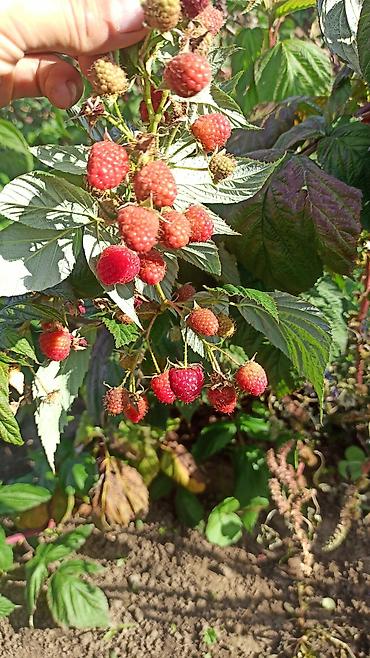 Малина: Малина Оптом, Бесплатная доставка, Самовывоз — 14