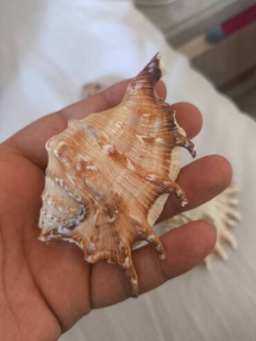 Digər ev dekoru: 1. Növ və nadirlik: • Soldakı və sağdakı hamar, qəhvəyi naxışlı — 5