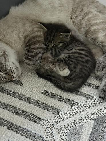 Животные: Котята от домашней кошки - Окрас: тигровый табby, серо-черные — 3