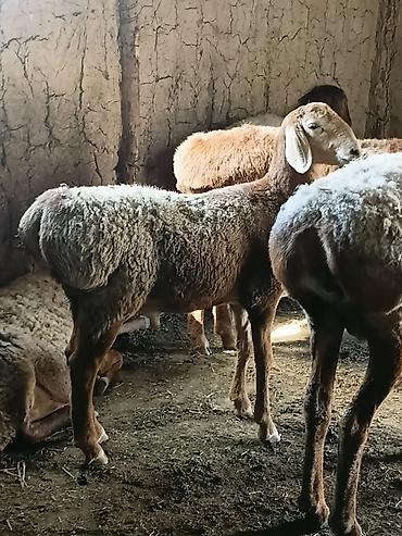 эдилбай кой: Продаю | Ягненок | Для разведения — 1