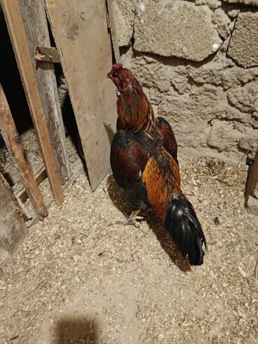 Xoruzlar: Yapon 1 yaş yarımlıq heyvandı problemsiz heyvandı barter yalnız şamo — 8