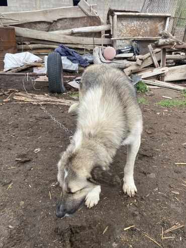 уй айдаган ит: Уй жылкы айдайт ватсаптан видео Сун коро аласыздар