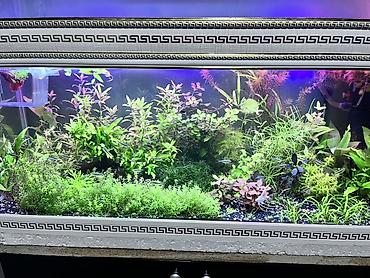 yerli qaz balası: Dördbucaq akvarium, Balıqlarla birlikdə, 211 l, Ödənişli çatdırılma — 1