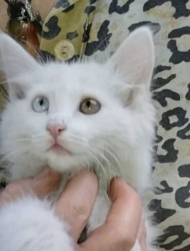 мейн кун бишкек питомник lyubushka купить котенка цена: 2 месяца, Девочка, Белый, Метис, Приучена к лотку