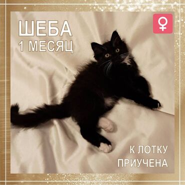 британские котята черные: 1 айлык, Ургаачы, Лотокко барууга үйрөтүлгөн, Курттардан тазаланган