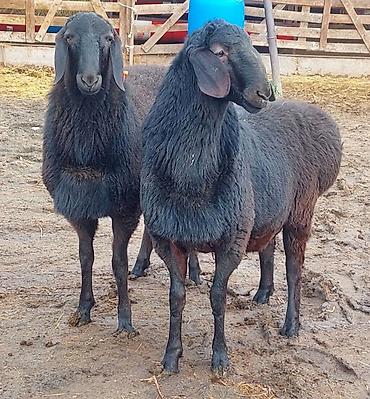 Баран, овца: Продаю | Ягненок, Баран (самец) | Для разведения | Племенные, Осеменитель — 13