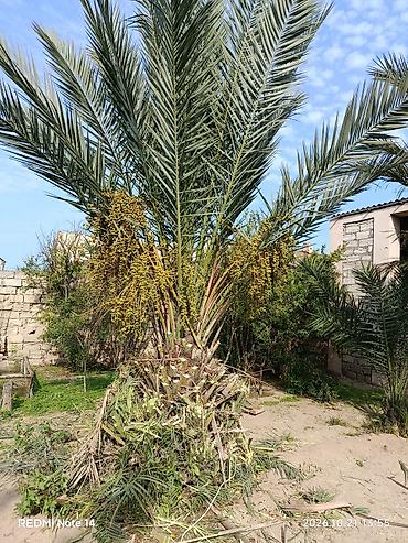 suvarma borusu: Xurma palmı (Phoenix dactylifera) – həyət və bağ üçün dekorativ və — 1