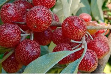 Şitillər: Sarı və qırmızı və qara moruq (çəpər) tingləri5-3-10 Məhsul: - Açıq — 8