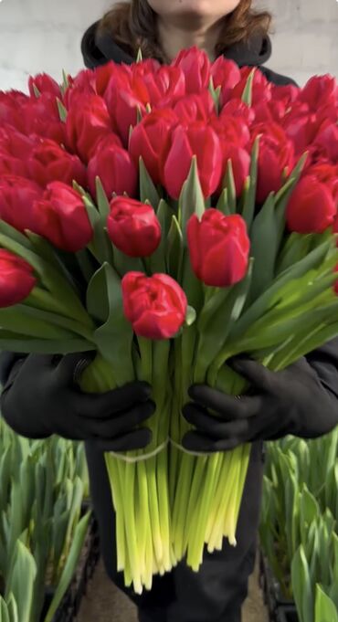 Цветы и букеты: Тюльпаны Оптом 🌼️ Хочешь покорить сердца миллионами улыбок? Начни с — 2