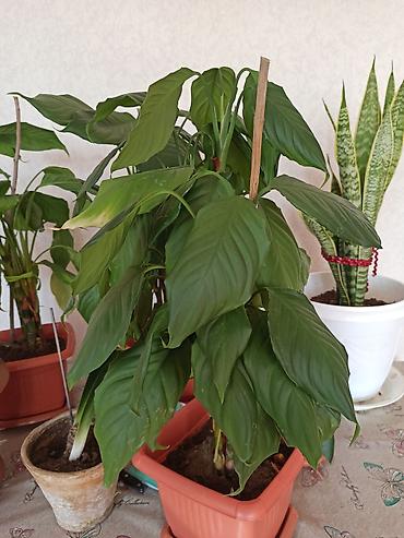 Digər bitkilər: Ev otaq gülləri – bir neçə növ 5-50 manat arası qiymət - — 1