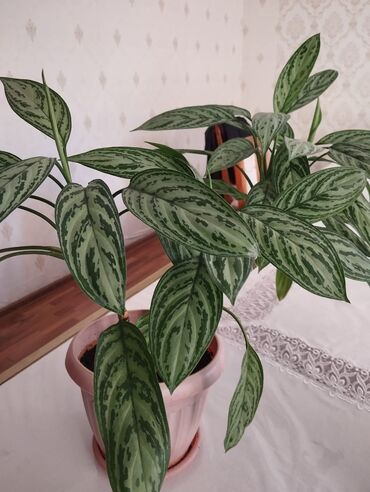 Диффенбахии: Диффенбахии at lalafo.kg — 3 Диффенбахии: Диффенбахии — 3