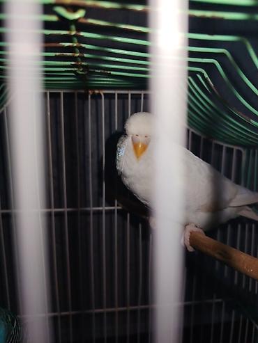 coban iti satisi: Tutuquşu satılır Dəst‼️ Ağ Albino Dişi 4 aylıq 14₼ Göy Volnisty Dişi — 4