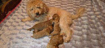 пудель карликовый цена: Пудель