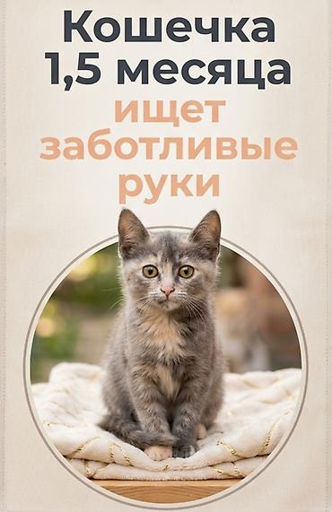 чика тай: Кошечка девочка 2месяца. Очень редкого мраморного окраса Отдам даром — 1