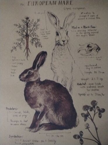 Şəkillər, tablolar: Məhsul: Təbiət mövzulu vintage üslubunda illüstrasiya posterləri — 9