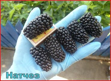 Ежевика: Ежевика Оптом, Бесплатная доставка, Самовывоз — 11